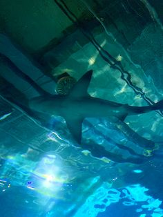 a large shark swimming in an aquarium