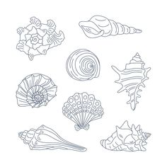 sea shells and seashells are drawn in line on a white background with the words,