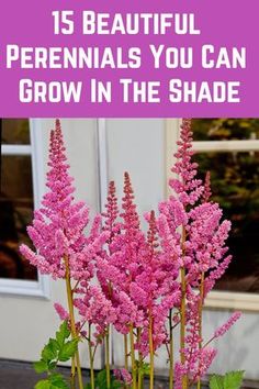 pink flowers in a pot with the words 15 beautiful perennials you can grow in the shade