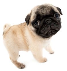 a small pug puppy standing up against a white background