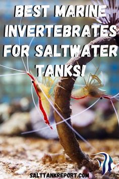 the words best marine invertebrateds for saltwater tanks are shown above an image of a fish