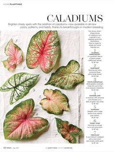 an article about caladiums is featured in the magazine