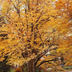 a tree with yellow leaves in the fall