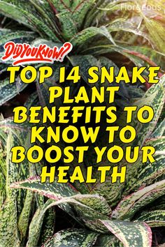 Snake Plant Benefits Snake Plant Indoor, Plant Benefits, Improve Indoor Air Quality, Indoor Air Quality, Indoor Air, Air Quality, Low Maintenance