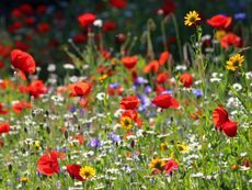 a field full of red, yellow and white flowers with wildflowers in the background