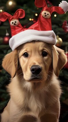 a dog wearing a santa hat in front of a christmas tree