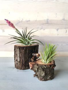 two small air plants sitting on top of wooden logs