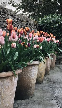 tulips are lined up in large flower pots