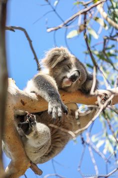 Koala on a Phillip Island Day Tour in Australia Phillip Island Victoria, Working In Australia, Phillip Island Australia, Melbourne Nature, Australia Lifestyle, Australia Aesthetic, Summer Australia, Scuba Diving Australia, Melbourne Trip