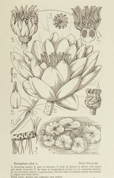 an old book with drawings of flowers and plants on it's pages, including water lilies