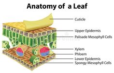 the anatomy of a leaf with labels