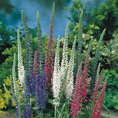 purple and white flowers are in a pot on the ground next to some plants with water in the background