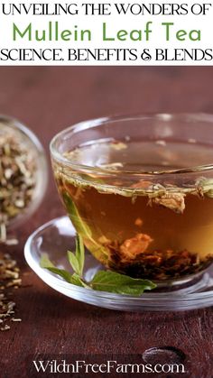 mullein leaf tea Benefits Of Mullein, Herbal Tinctures Recipes, Medicinal Tea Recipes, Mullein Plant, Verbascum Thapsus