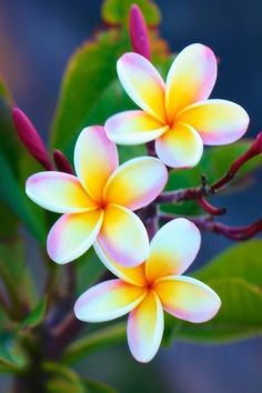 three yellow and white flowers on a tree branch