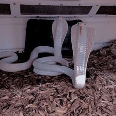 a white snake laying on top of wood chips