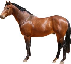 a brown horse standing on top of a white background