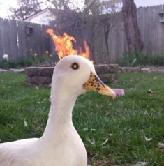 a white duck standing on top of a lush green field next to a fire pit