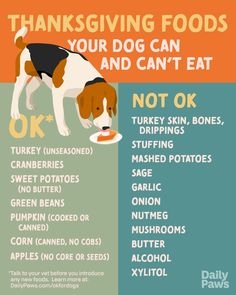 a dog eating food from a bowl with the words thanksgiving foods on it and an image of