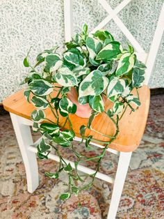 a potted plant sitting on top of a wooden table