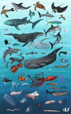 an underwater scene with many different types of animals