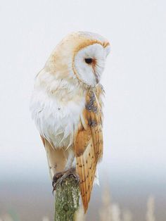 an owl sitting on top of a tree branch