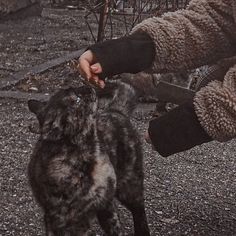 a person is petting a cat outside on the street while someone holds it in their hand