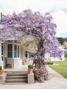 a purple tree in front of a white house with the words interest written below it