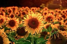 a large field of sunflowers in the sunlight