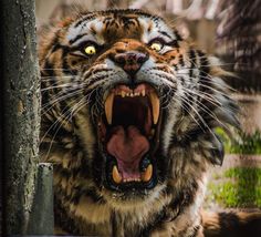 Tigre, Tiger, Tigres, Big cat, Animal, Naturaleza,Bengal Tiger, Tiger Close Up, Animal Art Reference Photo, Tiger Pose Reference, Tigers Reference, Tiger Aesthetic Art, Tiger Scary, Reference Photos Animals, Tiger Reference Photo, Tiger Pouncing