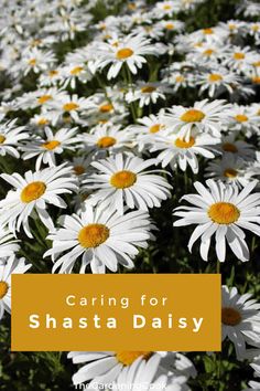 white and yellow daisies with the words caring for shasta daisy in front of them