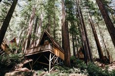 a cabin in the woods surrounded by tall trees