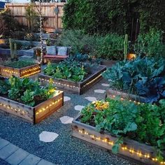 an outdoor garden with lots of plants and lights