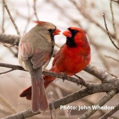 two red birds sitting on top of a tree branch next to each other with their beaks touching