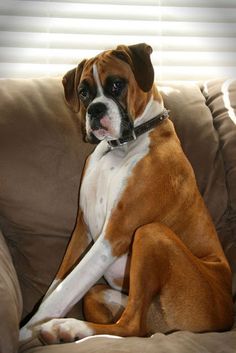 a brown and white dog sitting on top of a couch in front of a window