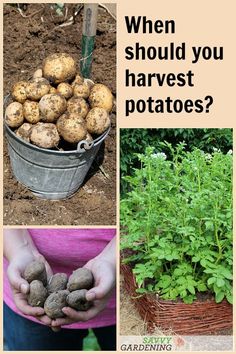 four different pictures with the words when should you harvest potatoes? and what to do about it