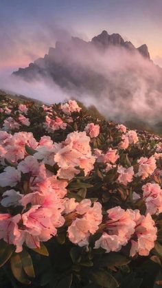 pink flowers in the foreground with mountains and clouds in the background at sunset or dawn