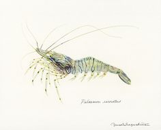 a watercolor drawing of a shrimp on a white background