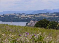 a field with wildflowers in the foreground and a lake in the background