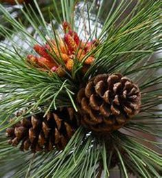 a pine cone is hanging from a tree