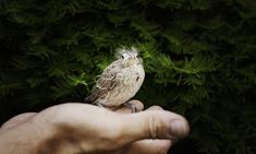 a small bird sitting on the palm of someone's hand