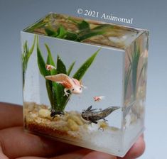 a hand holding a small square glass box with plants and animals in it