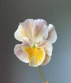 a person holding a flower in their hand