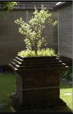 a small tree is growing in the middle of a large potted planter outside