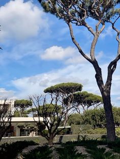 a large tree sitting in the middle of a lush green field next to a building