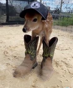 a small dog wearing cowboy boots and a hat on top of it's head