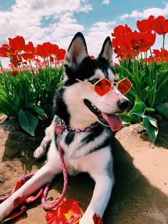 a black and white dog wearing sunglasses laying on the ground in front of red flowers