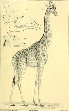 a drawing of a giraffe standing in front of an animal's skull