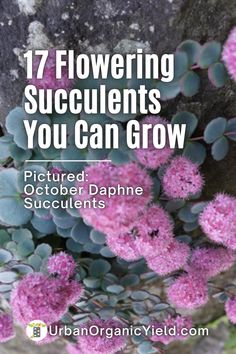 purple flowers with text that reads 17 flowering succulents you can grow