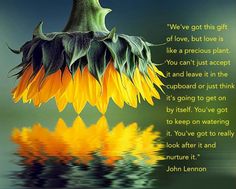 a sunflower with the words john lemon on it's side and reflection in water