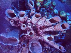 an underwater view of some corals on the ocean floor